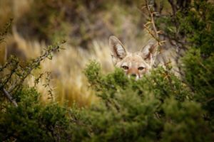 A fox pokes head out from behind bush in Patagonia.