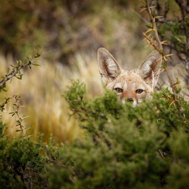 A fox peeks out from behind a bush in Patagonia.