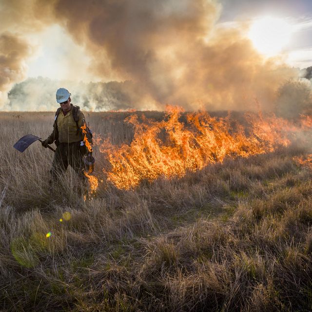 The Nature Conservancy conducts a prescribed burn in Willamette Valley, Oregon. Burns help to promote regeneration of native species in this historically fire adapted ecosystem.