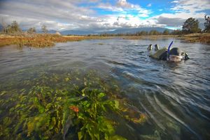 Staff Research Associate for UC Davis Center for watershed Sciences conducting research in the Shasta River.