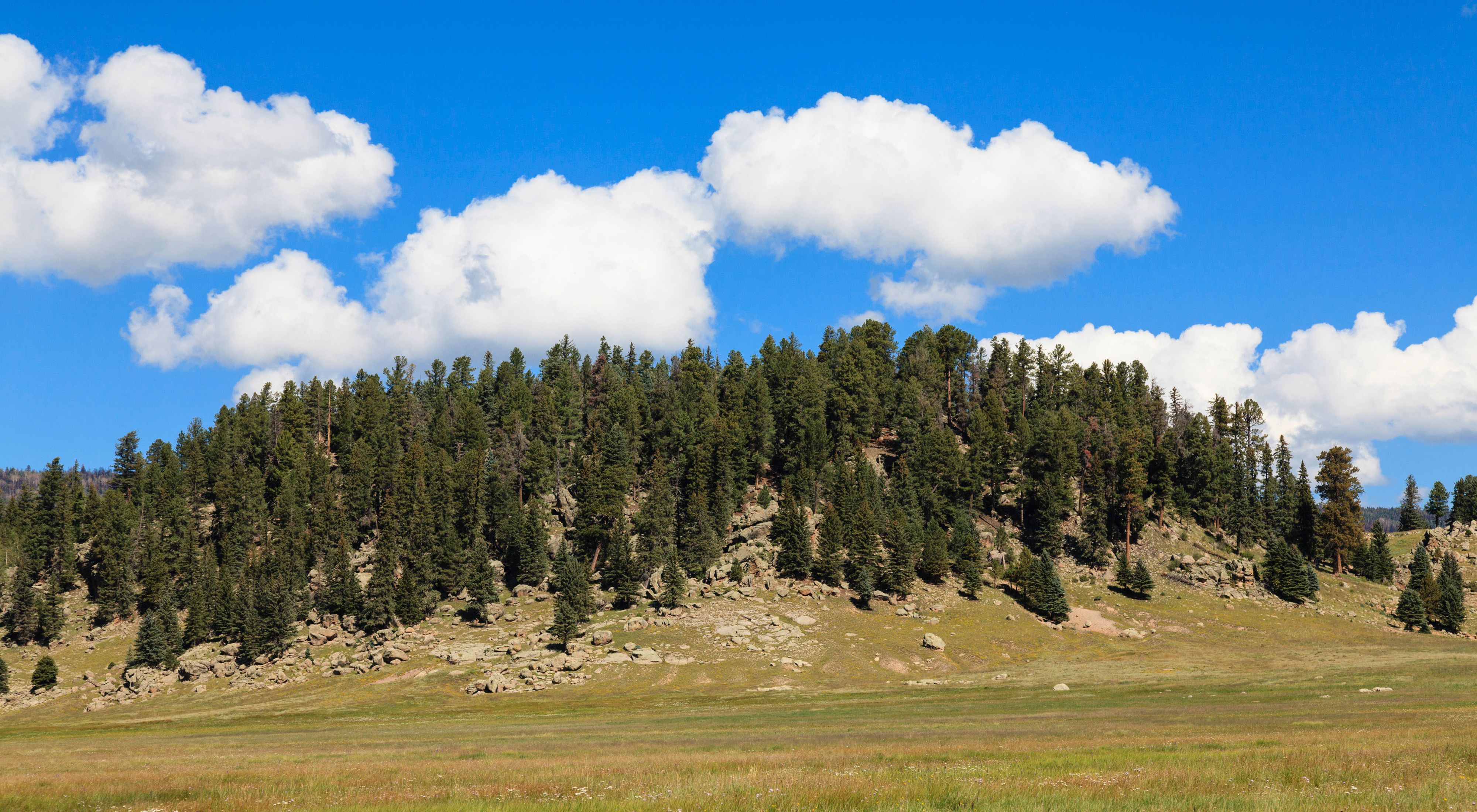 Hillock at Valles Caldera National Preserve. The Rio Grande Water Fund will generate sustainable funding for a 10-30 year program of large-scale forest and watershed restoration treatments.