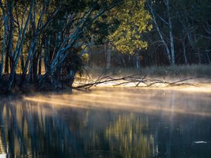 Red Gum trees line the bank of Frenchmans Creek, a short tributary of the Darling River in west New South Wales at dawn.
