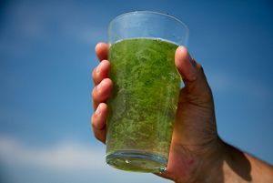 A glass of water with grass inside