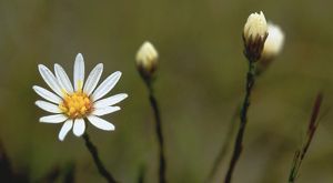 A tall flower with a yellow center and white pedals grows against a green background.