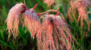 Close-up of dewy prairie smoke flowers.