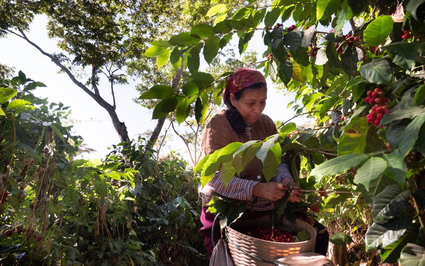 
                
                  Workers picking shade-grown  coffee on San Agustín Las Minas coffee plantation. 
                  © Jason Houston
                
              