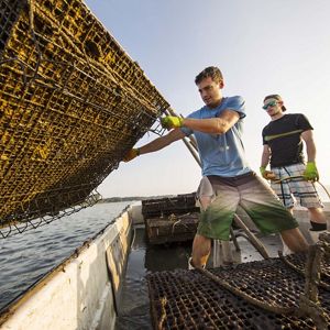 Workers at Rappahannock Oyster Company in Virginia