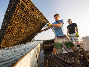 Rappahannock Oyster Co maintains its own oyster farms in the waters around its Merroir restaurant in Topping, Virginia.