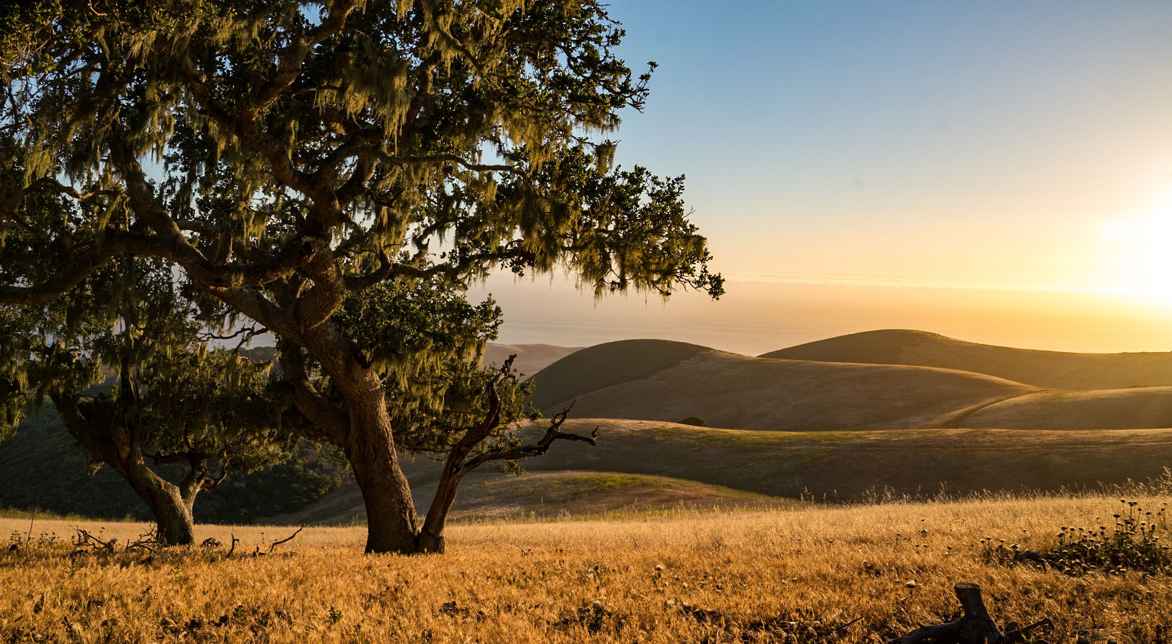 View of rolling hills and the ocean on the Dangermond Preserve, California.