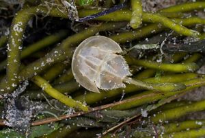 small translucent horseshoe crab in seaweed