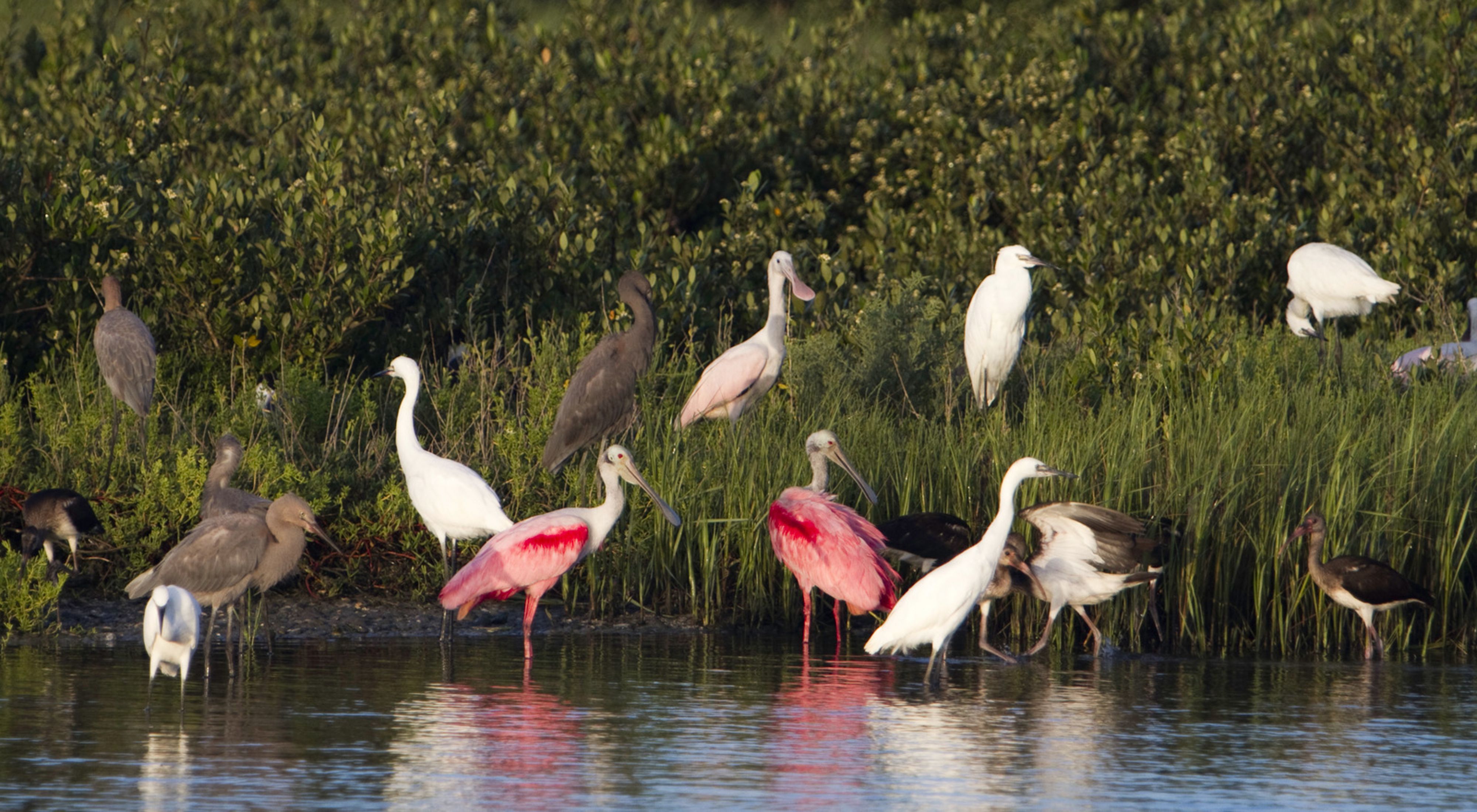 Pink, white, and brown birds stand in water and on grasses beside the water.