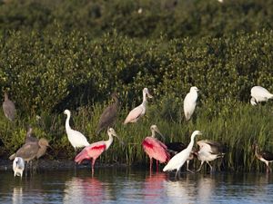 State and federal laws prohibit landing on the island to protect the nesting birds.