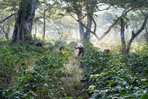 Workers clear undergrowth with machetes in shade-grown coffee crops in Guatemala.