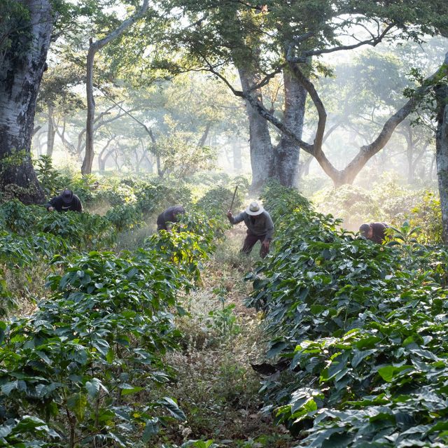Workers clear undergrowth with machetes in shade-grown coffee crops in Guatemala.