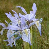 Iris wildflowers punctuate the valley at Medano-Zapata ranch, Colorado. 