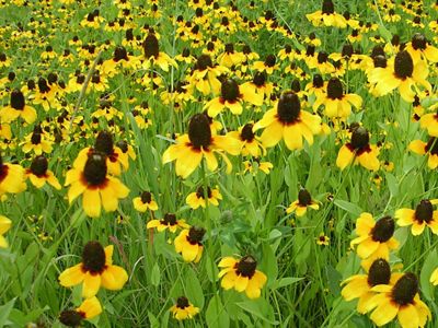 Blackland wildflowers at the 4,885-acre Grandview Prairie Wildlife Management Area in southwest Arkansas. Grandview is part of the state's rare blacklands ecosystem the Conservancy works to restore and conserve.