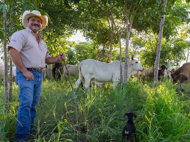 Rancher Jose Palomo stands in his 'silvopastoral' pasture in Yucatán, Mexico.