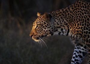 Un leopardo en Sudáfrica.