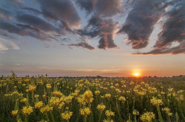 Flowers with yellow buds rise from a sea of prairie grasses as the sun sets.