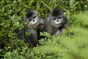Yunnan Golden Monkeys