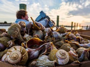 Freshly caught welk on a pier.