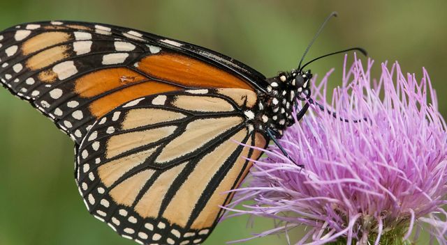 A monarch  butterfly visits a flower in Kentucky. 