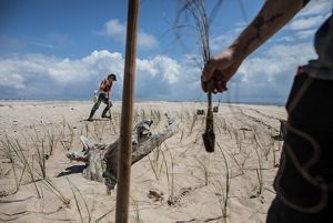 Gulf Corps volunteers planting sea oats