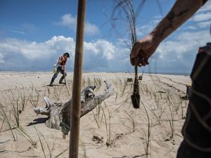 Gulf Corps volunteers planting sea oats