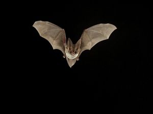 A Rafinesque's big-eared bat spreads its wings and flies toward the camera against a black background.