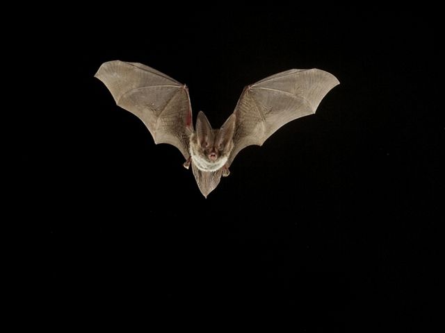 El murciélago de orejas grandes de Rafinesque en vuelo.