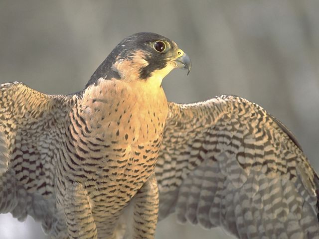 A peregrine falcon with wings outstretched.