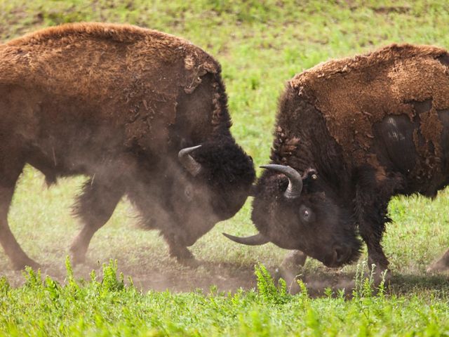 Two bison ramming heads