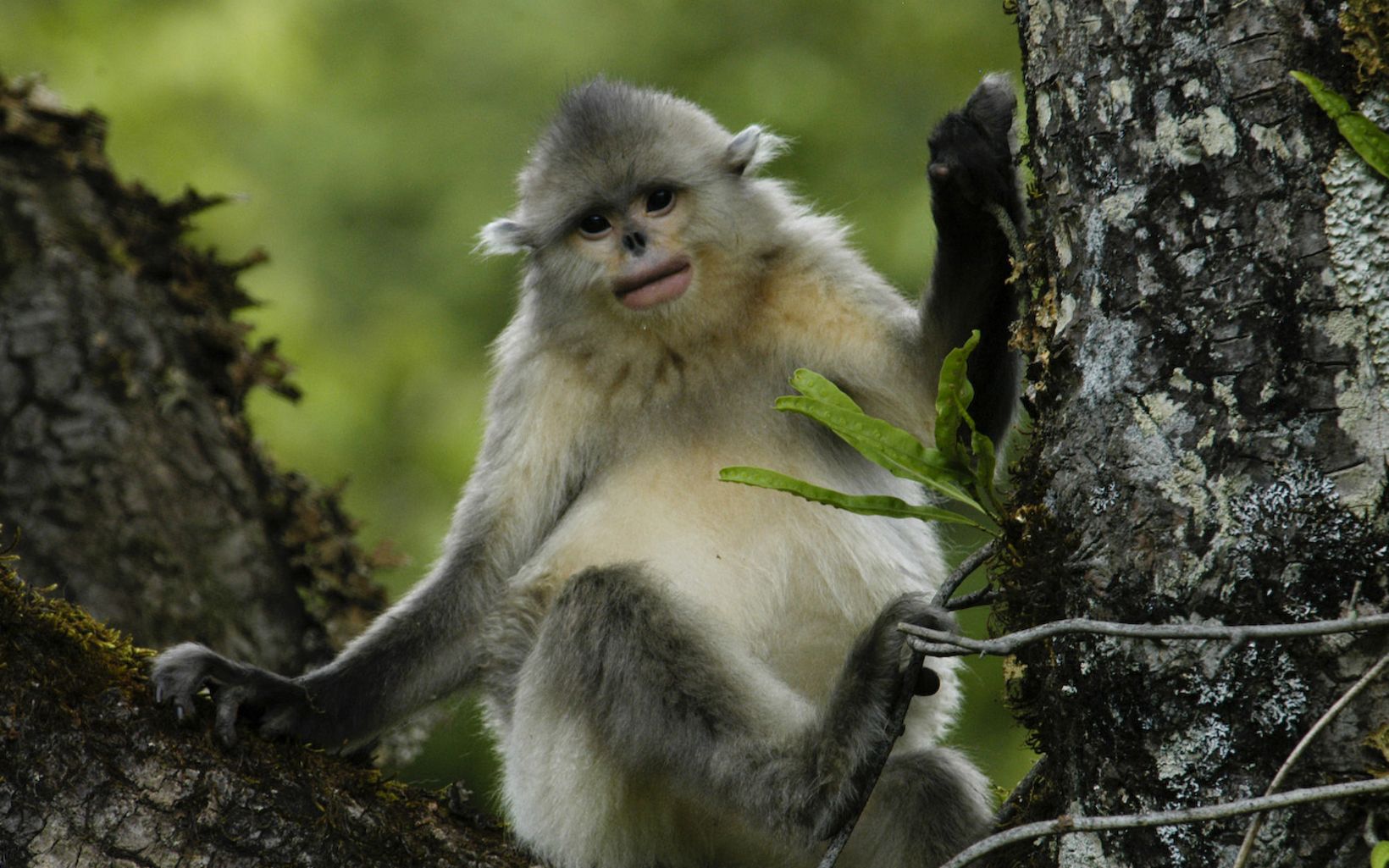 Yunnan golden monkey There are fewer than 2,000 Yunnan golden (snub nosed) monkeys (Rhinopithecus bieti) left in Yunnan's old growth alpine forests. They are considered one of the most endangered primates on Earth. © Long Yongcheng