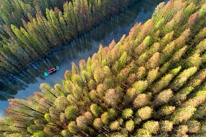 River cuts through the forest in China