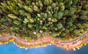 an aerial view of an evergreen forest against a blue body of water