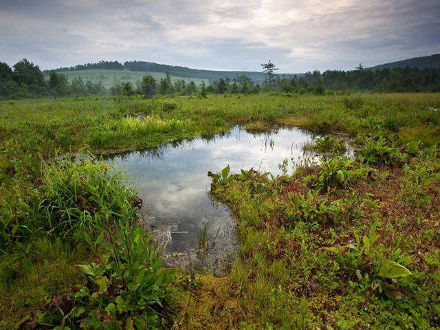 Peat bog wetland with lush vegetation surrounded by forest in West Virginia.