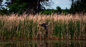 A great blue heron flies low over a grassy marsh, its wings outstretched.