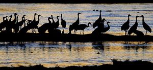 Silhouettes of sandhill cranes on a beach.