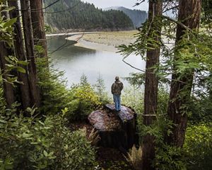 A person stands on a giant tree stump and looks out of a forest at a winding river.
