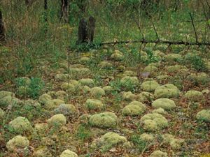 April 2002. Pipe-cleaner moss and reindeer lichen at the Prairie Grove Glades Preserve in Alabama.