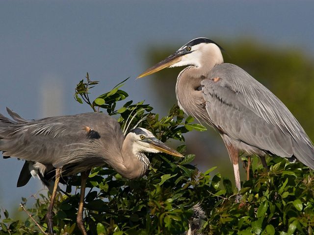 Two Great Blue Herons stand facing each other in a large nest. Two long legged gray-blue shore birds with long thin necks and long pointed beaks.