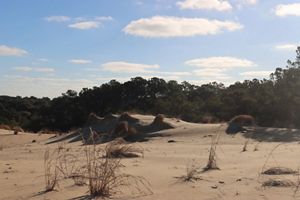 Sand dune with pine forest growing out of it. Blue morning sky with clouds.