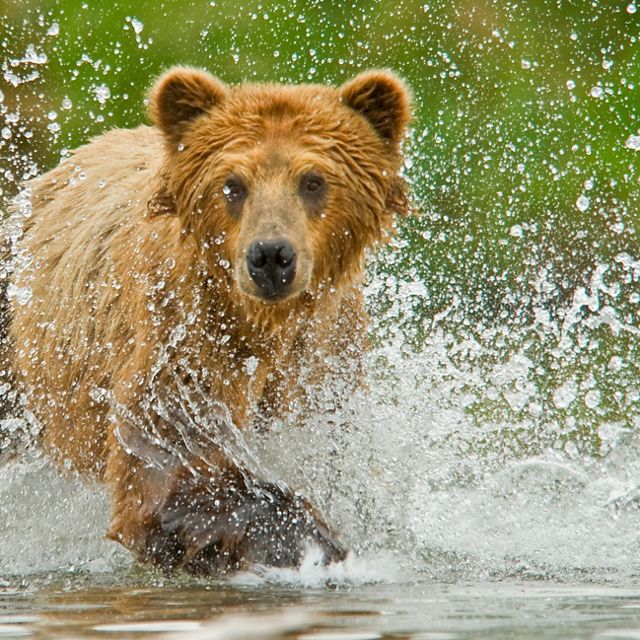 A brown bear splashes through a stream toward the camera.