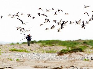 A woman walks through the dunes with a tripod balanced on her shoulder. Orange beaked black skimmer shorebirds fly overhead.