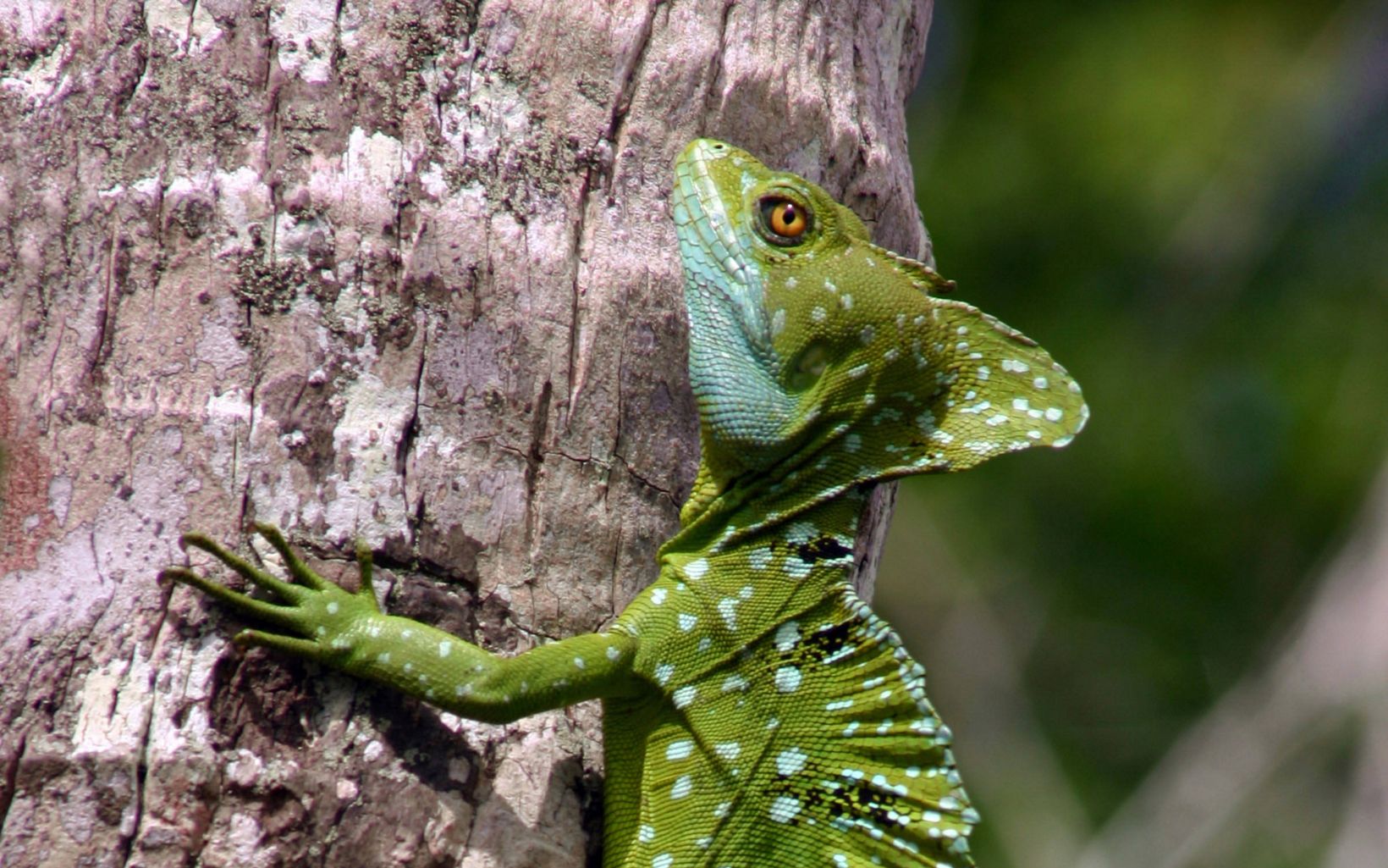 Green basilisk lizard A polka dotted, green basilisk lizard clings to a tree trunk in the Rio San Juan area of Nicaragua.   © Nestor Windevoxhel/TNC