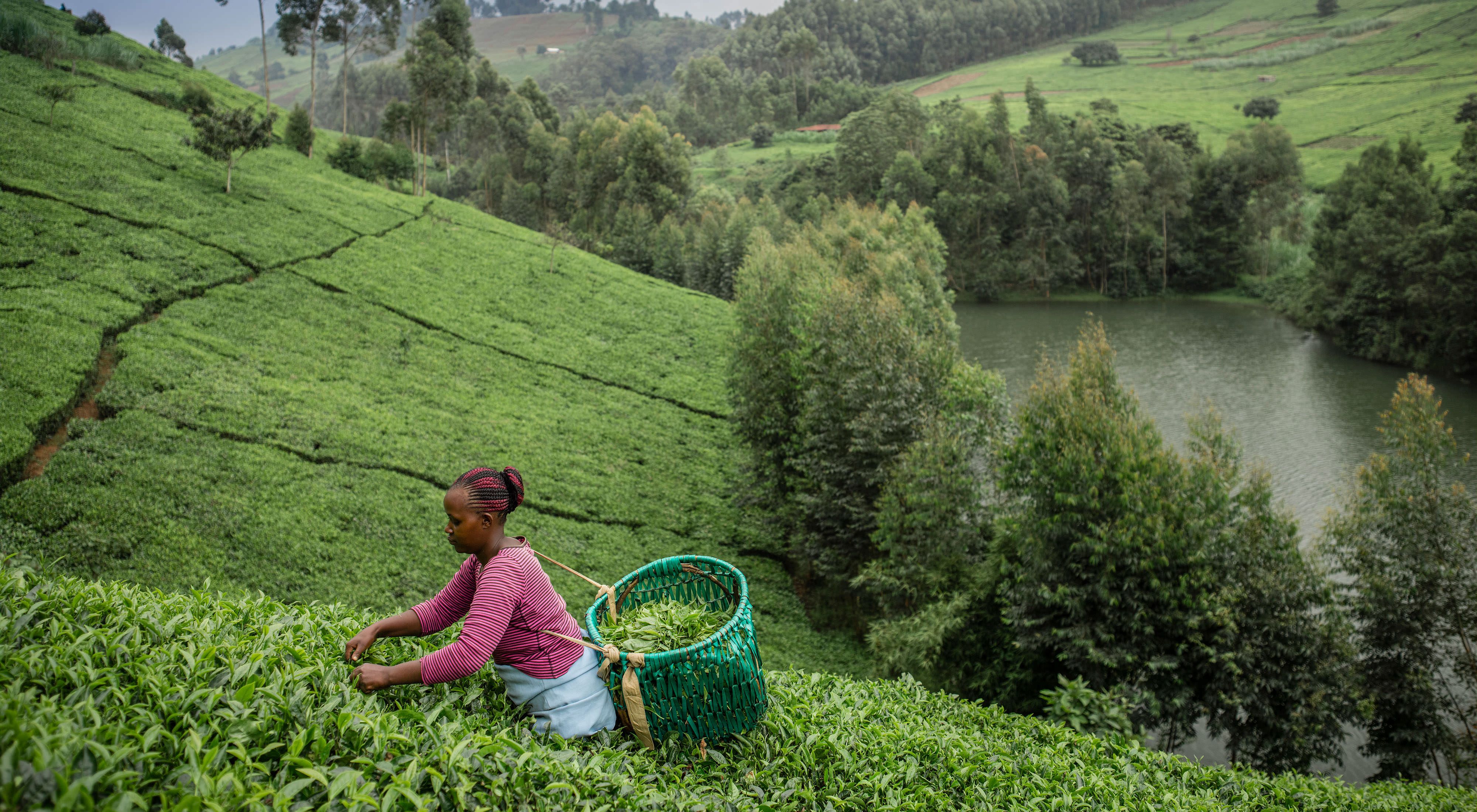 Woman picking tea leaves near the Upper Tana river.