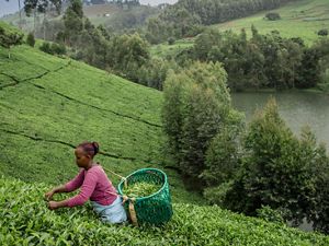 Woman picking tea leaves near the Upper Tana River