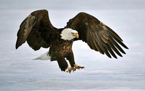 Bald eagle landing on lake ice.