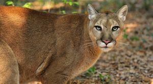closeup of a puma's face