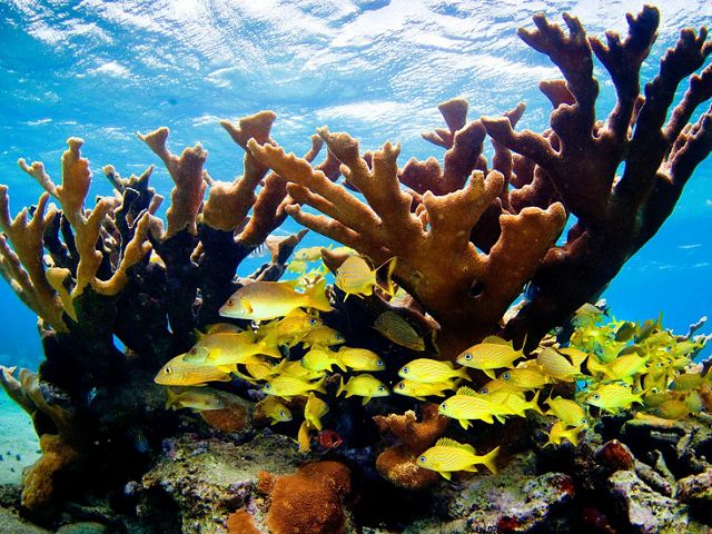Reef fish swim through healthy elkhorn corals in Jardines de la Reina, an important protected area in Cuba.
